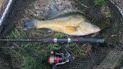 Trellys Fishing Report