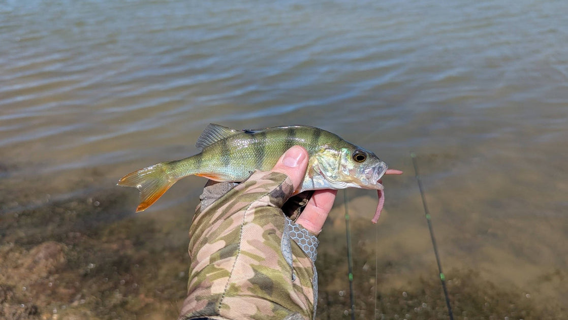 Trellys Fishing Report 2nd January