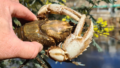 How to catch Freshwater Murray Crayfish