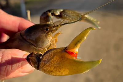 Trellys Fishing Report