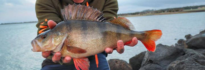 Trelly's Fishing Report – Trellys