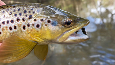 Trellys Fishing Report