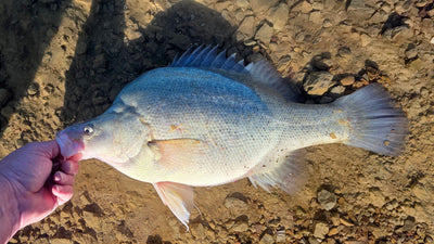 Trellys Fishing Report