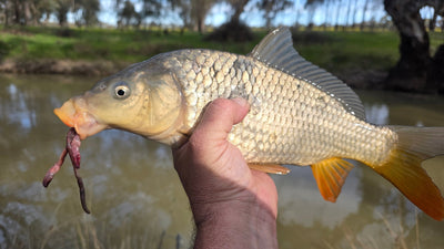 Trellys Fishing Report