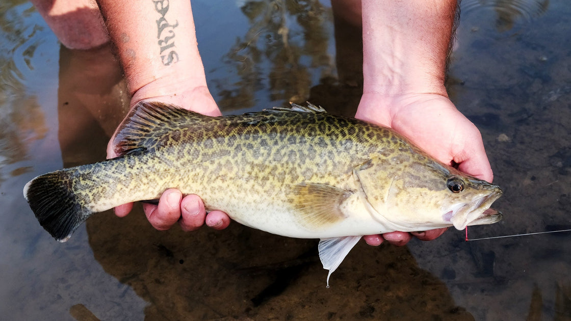 Trilly Fish Trellys Fishing Report