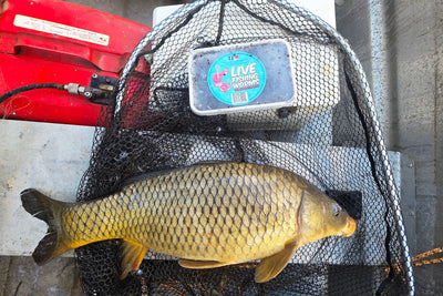 Trellys Fishing Report