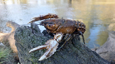 Trellys Fishing Report