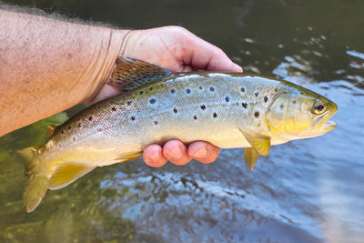 Trellys Fishing Report