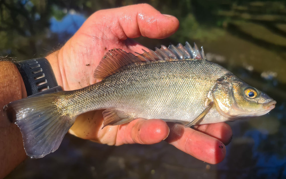Local Waterways - Under Utilisied Fisheries – Trellys